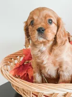 Samson, a male Cavapoo and Poodle - Miniature  for sale in Clemmons, NC – Photo 7 of 10