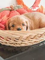 Samson, a male Cavapoo and Poodle - Miniature  for sale in Clemmons, NC – Photo 2 of 10