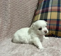 Sterling, a male Chihuahua for sale in Clemmons, NC – 9 of 10