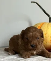 Amber, a female Cavapoo and Cavalier King Charles Spaniel for sale in Clemmons, NC – 3 of 10