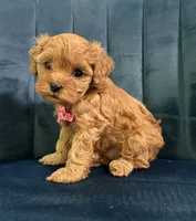Mia, a female Cavapoo and Cavalier King Charles Spaniel for sale in Clemmons, NC – 6 of 10