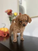 Daisy  (F1B), a female Cavapoo and Cavalier King Charles Spaniel for sale in Clemmons, NC – 8 of 10