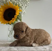 Duke, a male Cavapoo and Cavalier King Charles Spaniel for sale in Clemmons, NC – 6 of 10