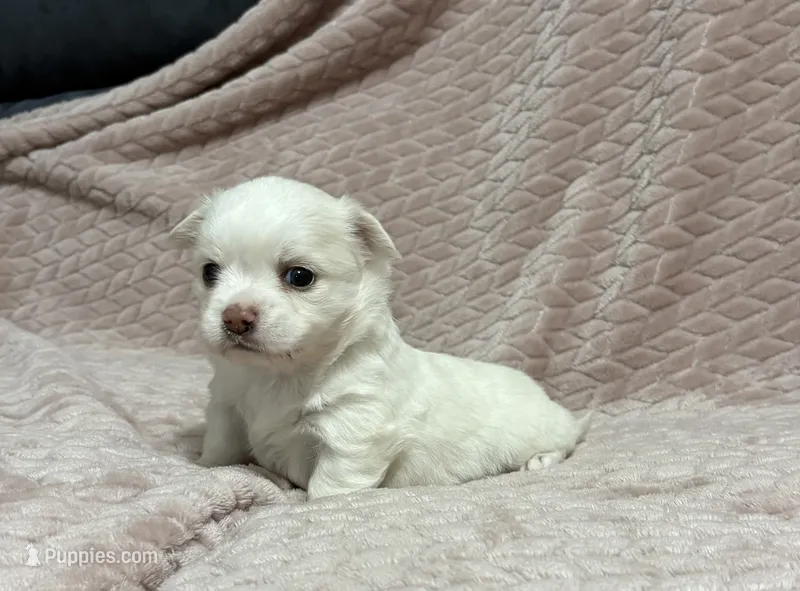 Sterling – Chihuahua puppy for sale in Clemmons, NC