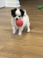 Remy, a male Chihuahua and Pomeranian for sale in Clemmons, NC – 3 of 10