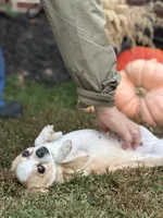 Avianna , a female Chihuahua for sale in Clemmons, NC – 8 of 10
