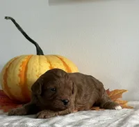 Amber, a female Cavapoo and Cavalier King Charles Spaniel for sale in Clemmons, NC – 4 of 10