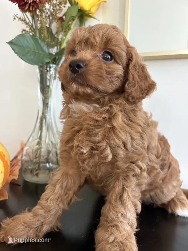 Amber – Cavapoo, Cavalier King Charles Spaniel puppy for sale in Clemmons, NC