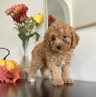 Diesel (F1B), a male Cavapoo and Cavalier King Charles Spaniel for sale in Clemmons, NC – 8 of 10