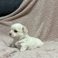 Sterling, a male Chihuahua for sale in Clemmons, NC – 10 of 10