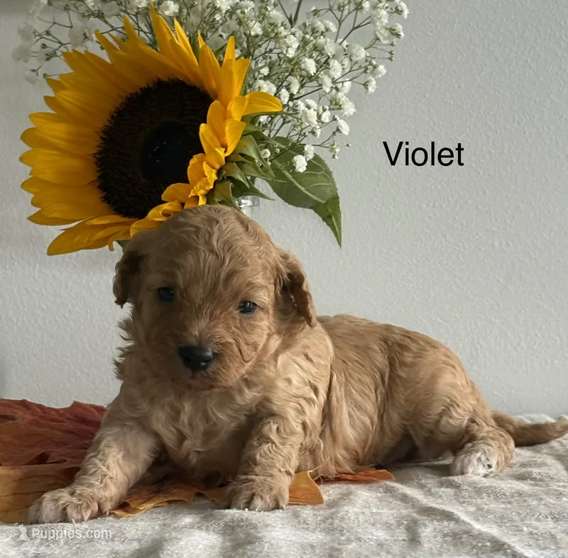 Violet – Cavapoo, Cavalier King Charles Spaniel puppy for sale in Clemmons, NC
