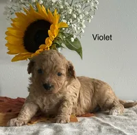 Violet, a female Cavapoo and Cavalier King Charles Spaniel for sale in Clemmons, NC – 1 of 9