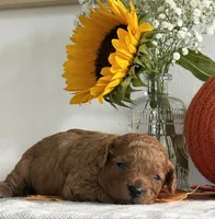 Daisy, a female Cavapoo and Cavalier King Charles Spaniel for sale in Clemmons, NC – 3 of 10