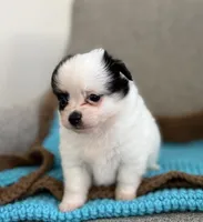 Remy, a male Chihuahua and Pomchi for sale in Clemmons, NC – 10 of 10