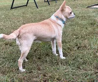 Avianna , a female Chihuahua for sale in Clemmons, NC – 4 of 10