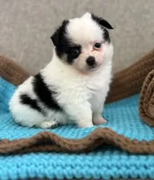 Remy, a male Chihuahua and Pomchi for sale in Clemmons, NC – 1 of 10