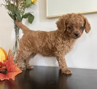 Daisy, a female Cavapoo and Poodle - Toy  for sale in Clemmons, NC – 9 of 10
