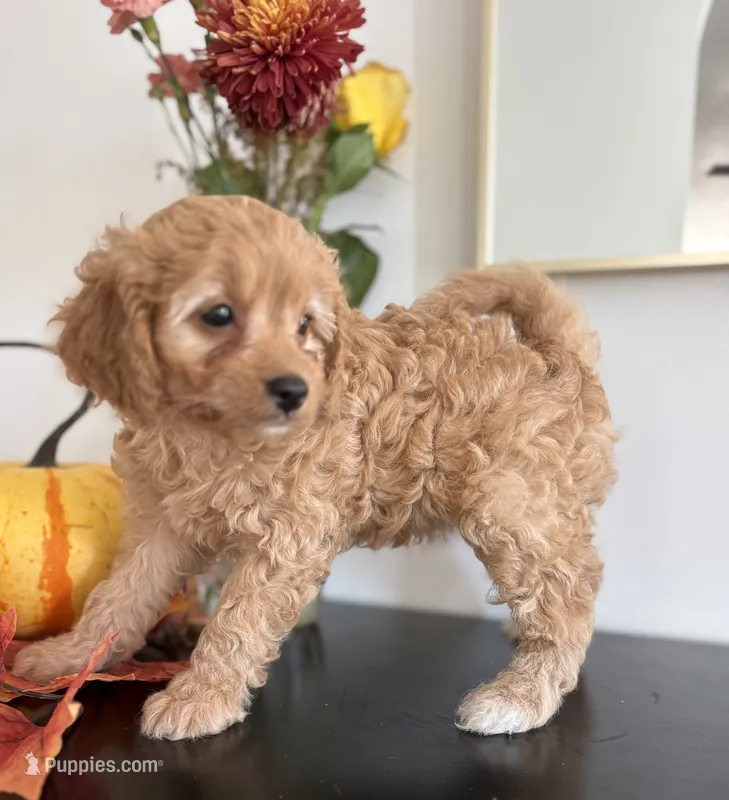 Violet – Cavapoo, Poodle - Toy  puppy for sale in Clemmons, NC