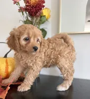Violet, a female Cavapoo and Poodle - Toy  for sale in Clemmons, NC – 1 of 10