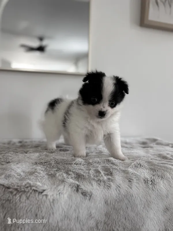 Rita – Chihuahua, Pomchi puppy for sale in Clemmons, NC