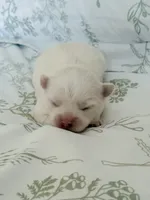 Sterling, a male Chihuahua for sale in Clemmons, NC – 6 of 7