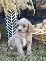 Simba, a male Cavapoo and Cavalier King Charles Spaniel for sale in Clemmons, NC – Photo 9 of 10