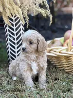 Simba, a male Cavapoo and Cavalier King Charles Spaniel for sale in Clemmons, NC – Photo 6 of 10