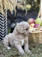 Simba, a male Cavapoo and Cavalier King Charles Spaniel for sale in Clemmons, NC – Photo 4 of 10