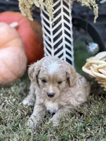 Simba, a male Cavapoo and Cavalier King Charles Spaniel for sale in Clemmons, NC – Photo 5 of 10