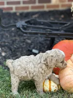 Simba, a male Cavapoo and Cavalier King Charles Spaniel for sale in Clemmons, NC – Photo 10 of 10