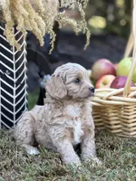 Simba, a male Cavapoo and Cavalier King Charles Spaniel for sale in Clemmons, NC – Photo 3 of 10