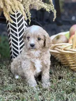 Simba, a male Cavapoo and Cavalier King Charles Spaniel for sale in Clemmons, NC – Photo 1 of 10