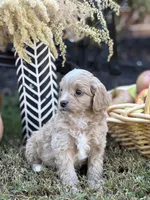 Simba, a male Cavapoo and Cavalier King Charles Spaniel for sale in Clemmons, NC – Photo 2 of 10