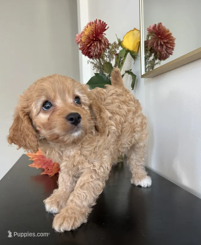 Violet – Cavapoo, Cavalier King Charles Spaniel puppy for sale in Clemmons, NC
