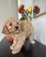 Violet  (F1B), a female Cavapoo and Cavalier King Charles Spaniel for sale in Clemmons, NC – 2 of 10