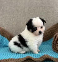 Remy, a male Chihuahua and Pomchi for sale in Clemmons, NC – 7 of 10