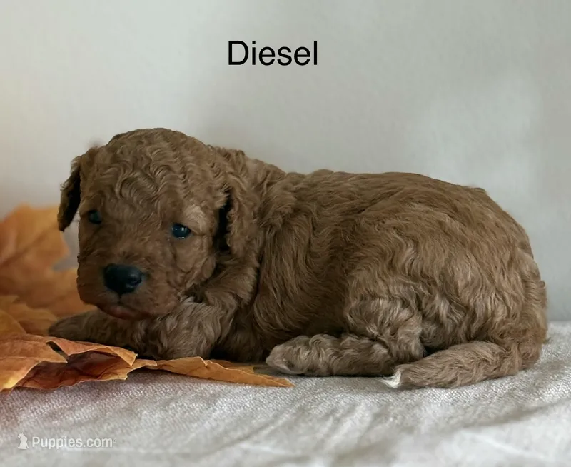Diesel – Cavapoo, Cavalier King Charles Spaniel puppy for sale in Clemmons, NC