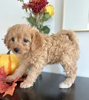 Violet, a female Cavapoo and Poodle - Toy  for sale in Clemmons, NC – 10 of 10