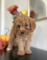 Diesel, a male Cavapoo and Poodle - Toy  for sale in Clemmons, NC – 8 of 10