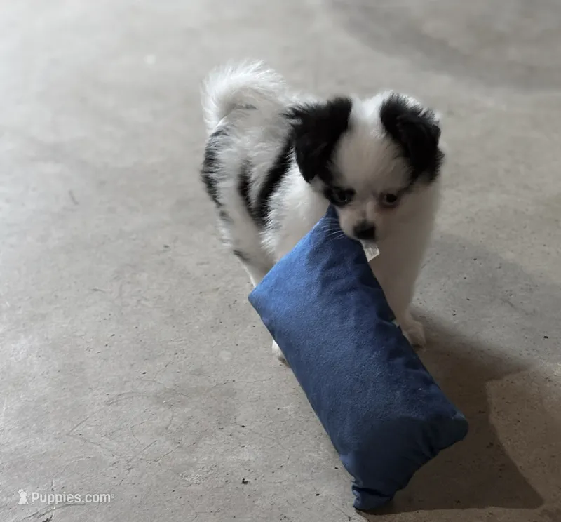 Remy – Chihuahua, Pomchi puppy for sale in Clemmons, NC