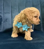 Milo, a male Cavapoo and Cavalier King Charles Spaniel for sale in Clemmons, NC – 5 of 10