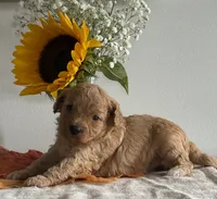 Violet, a female Cavapoo and Cavalier King Charles Spaniel for sale in Clemmons, NC – 3 of 9