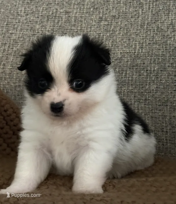Rita – Chihuahua, Pomchi puppy for sale in Clemmons, NC