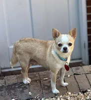 Avianna , a female Chihuahua for sale in Clemmons, NC – 3 of 10