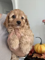 Violet, a female Cavapoo and Poodle - Toy  for sale in Clemmons, NC – 4 of 10