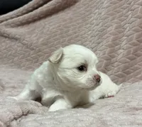 Sterling, a male Chihuahua for sale in Clemmons, NC – 2 of 10