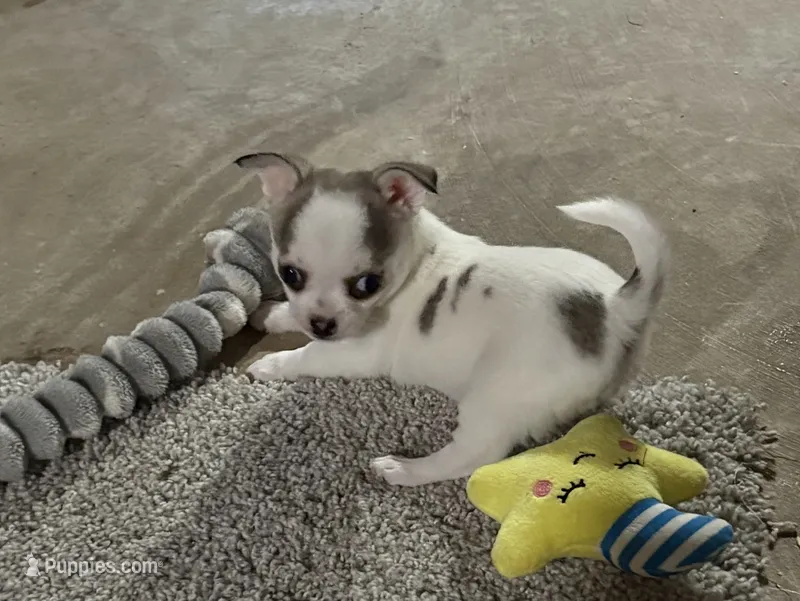 Sterling – Chihuahua puppy for sale in Clemmons, NC