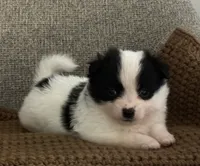 Rita, a female Chihuahua and Pomchi for sale in Clemmons, NC – 8 of 10