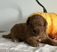 Amber, a female Cavapoo and Cavalier King Charles Spaniel for sale in Clemmons, NC – 8 of 10