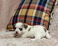 Sterling, a male Chihuahua for sale in Clemmons, NC – 7 of 10